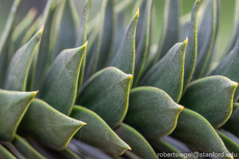 monkey puzzle